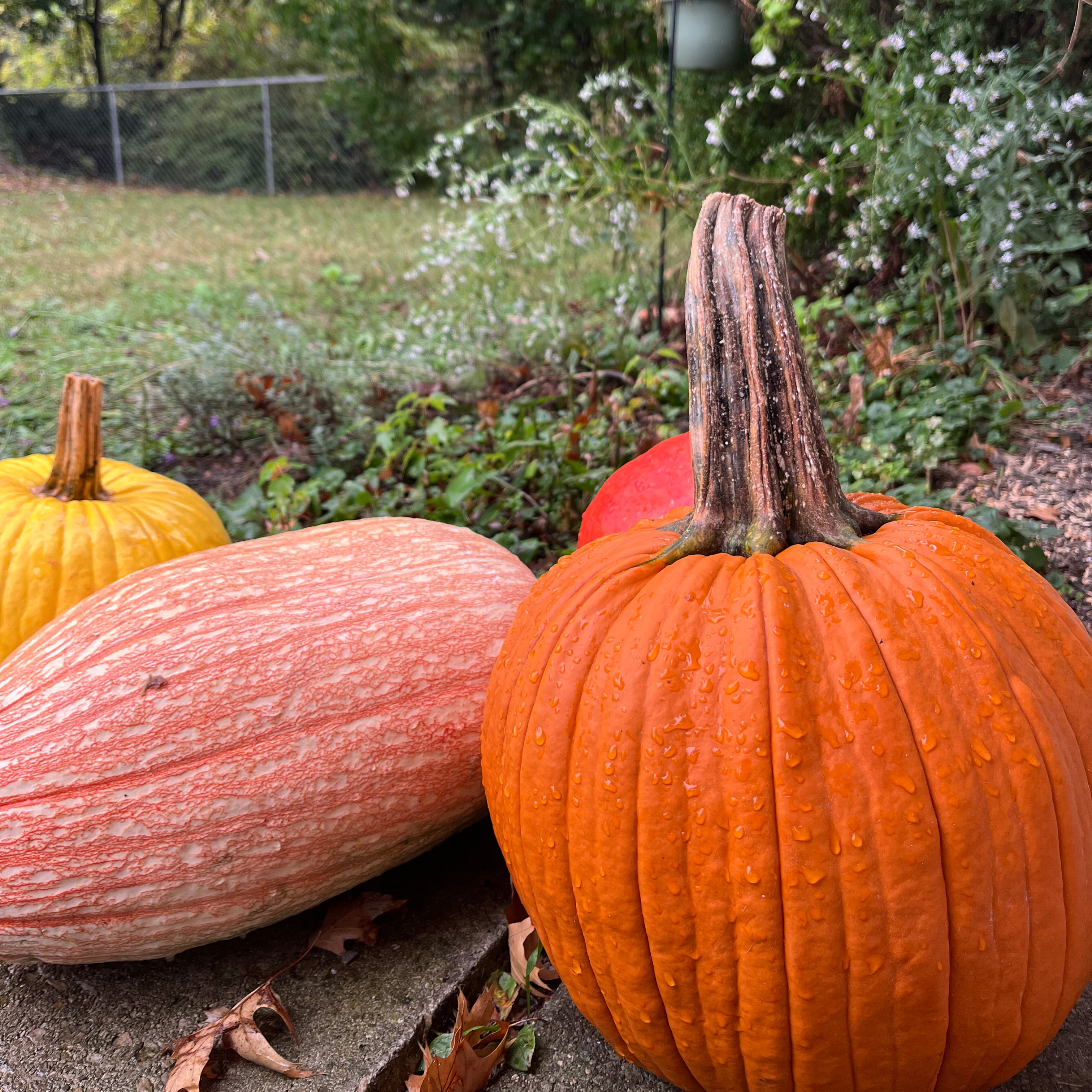 three pumpkins in different shades of orange